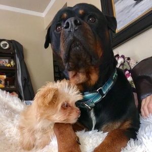 Meet your Posher, Galia